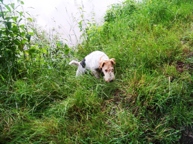 Du Plateau Des Arconies - 11/05/2013 Terrier Artificiel