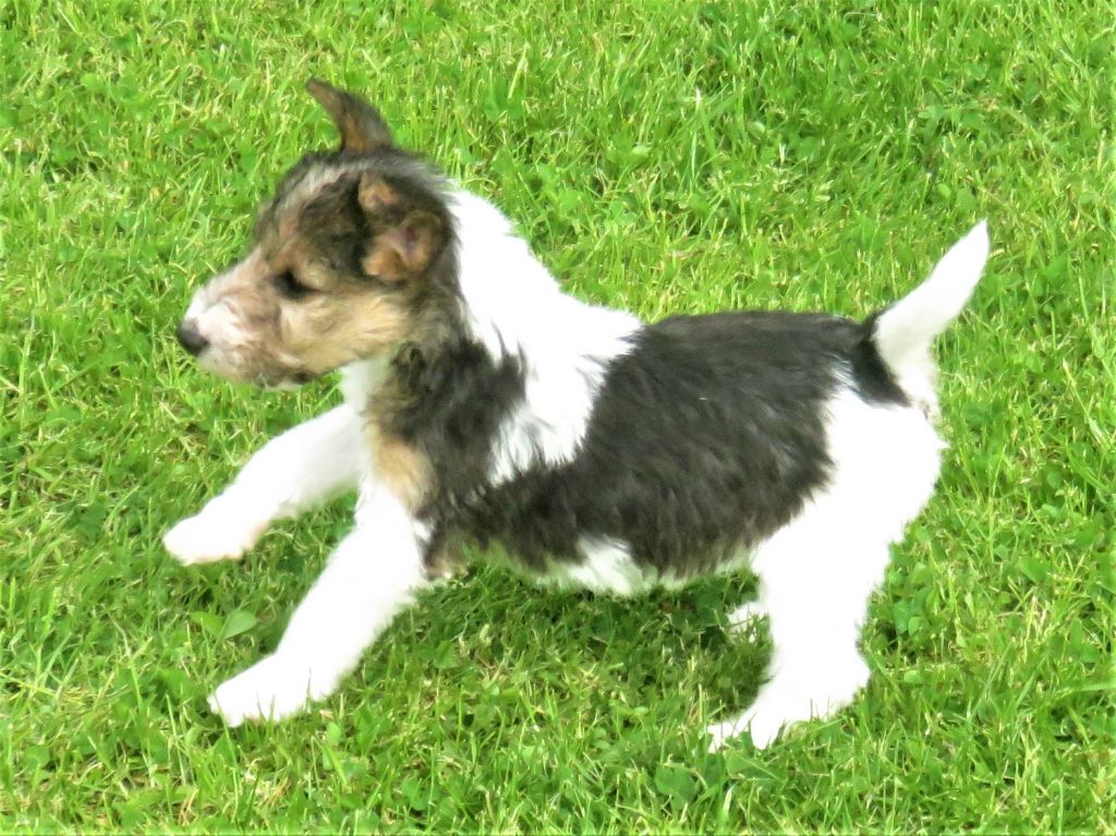 Du Plateau Des Arconies - Fox Terrier Poil Dur - Portée née le 29/03/2021